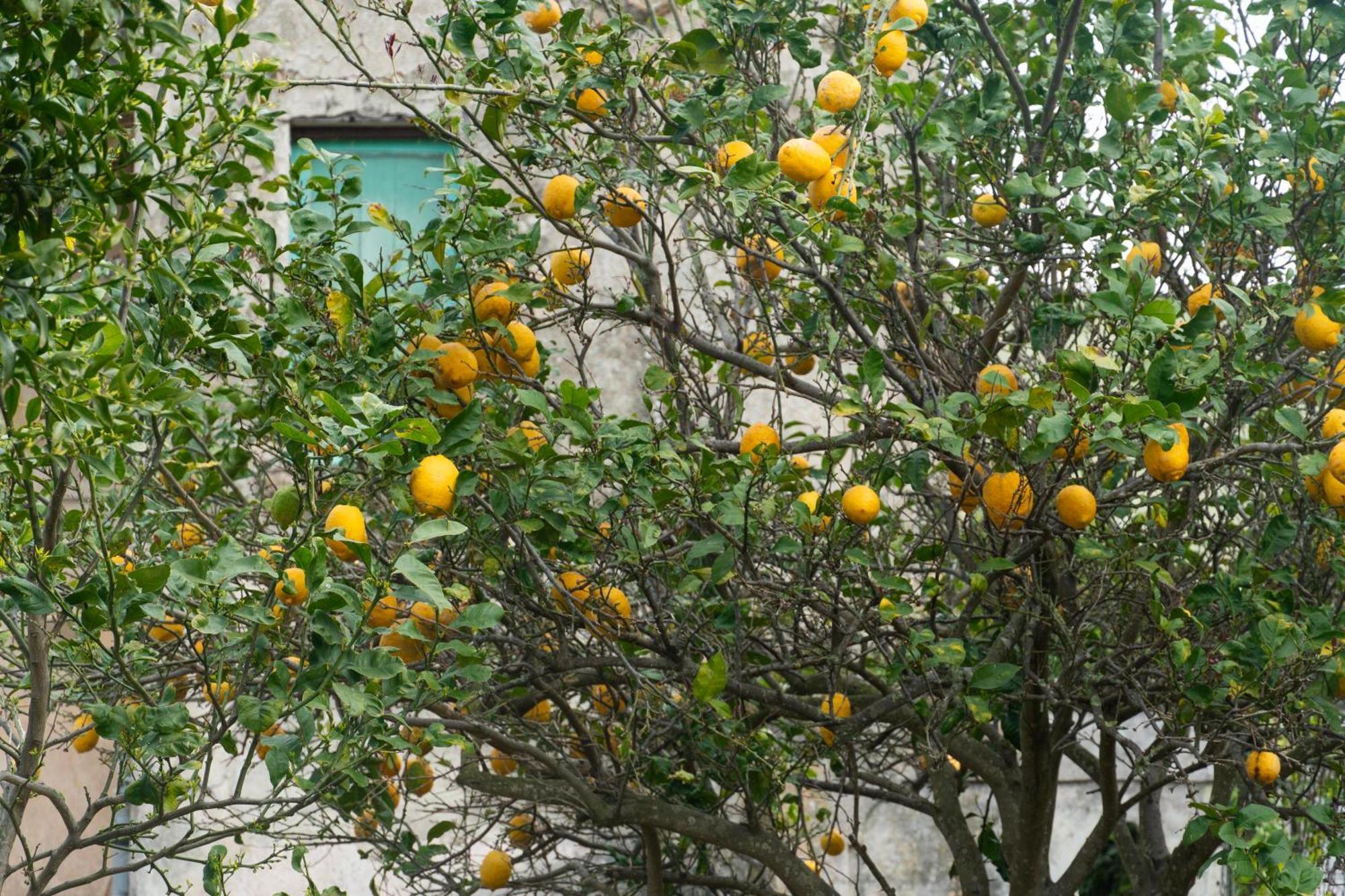 La Terrazza Sul Giardino Apartman Procida Kültér fotó